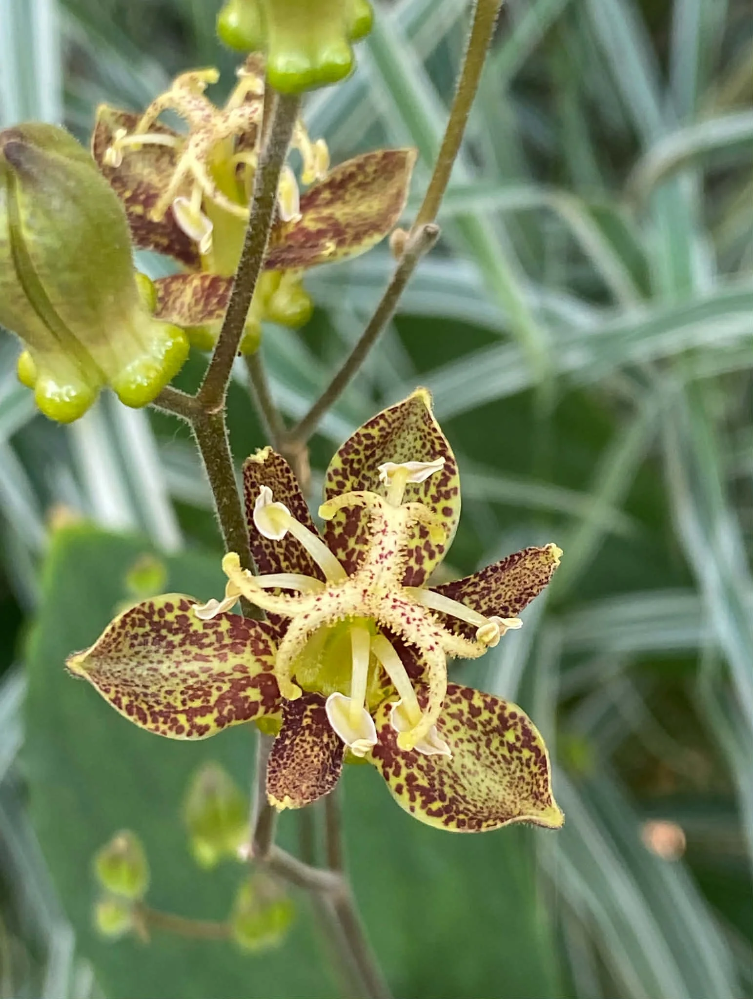 Close-up of a yellow and brown spotted tricyrtis flower with green background and blurred leaves.