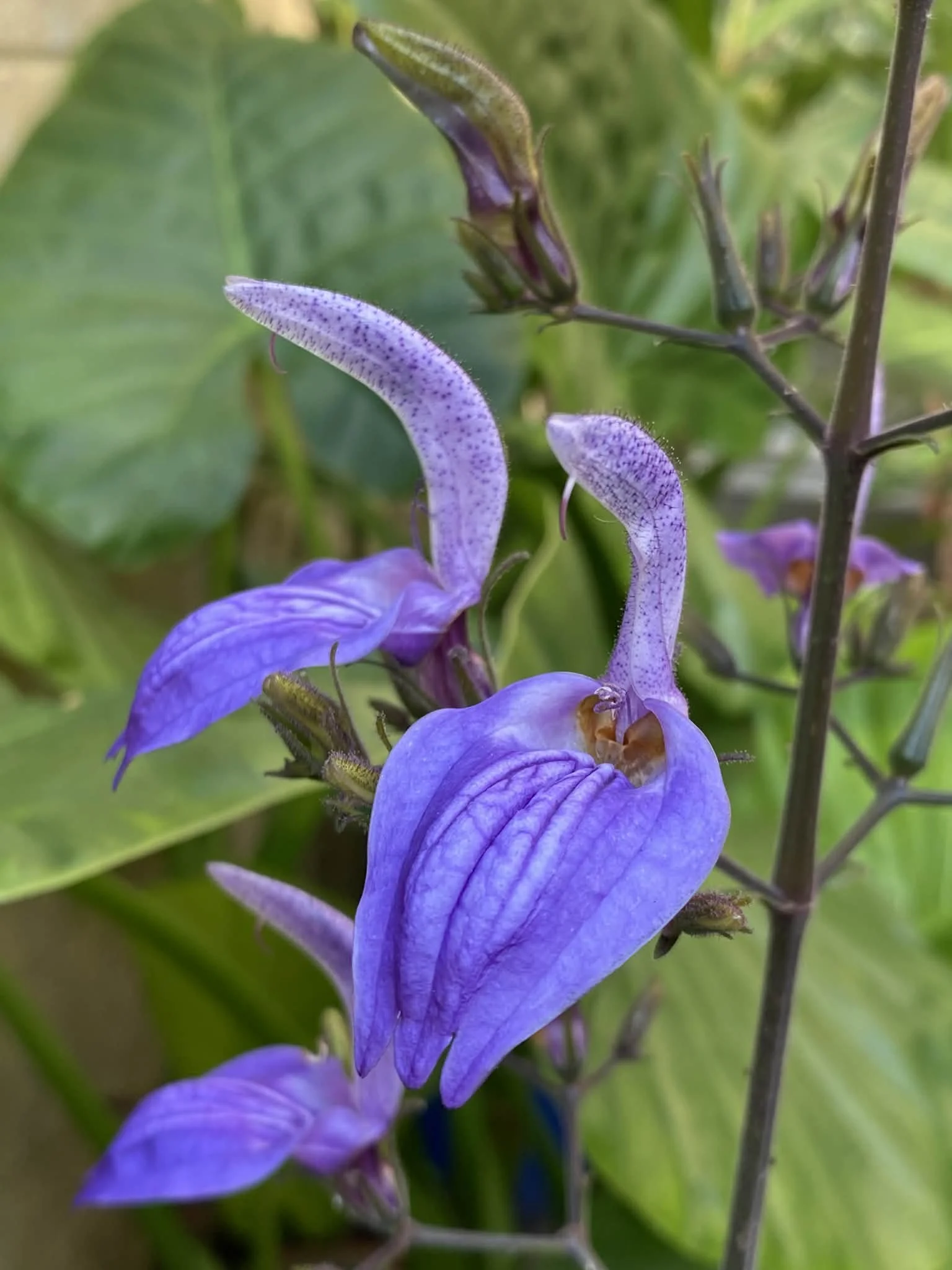 Close-up of a brillantasia flower with green foliage in the background.