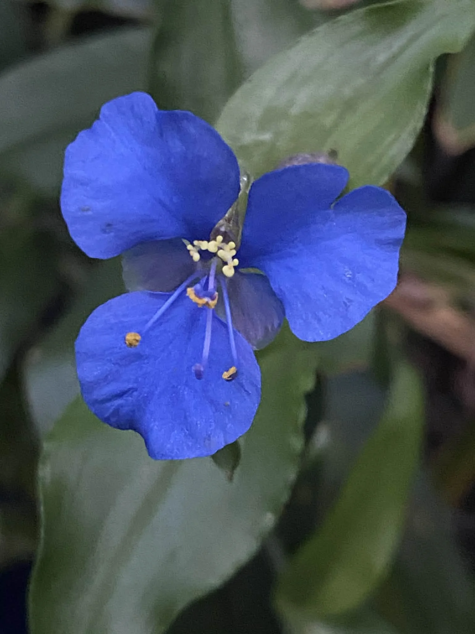 Close-up of a commelina flower with yellow stamens and green leaves in the background.
