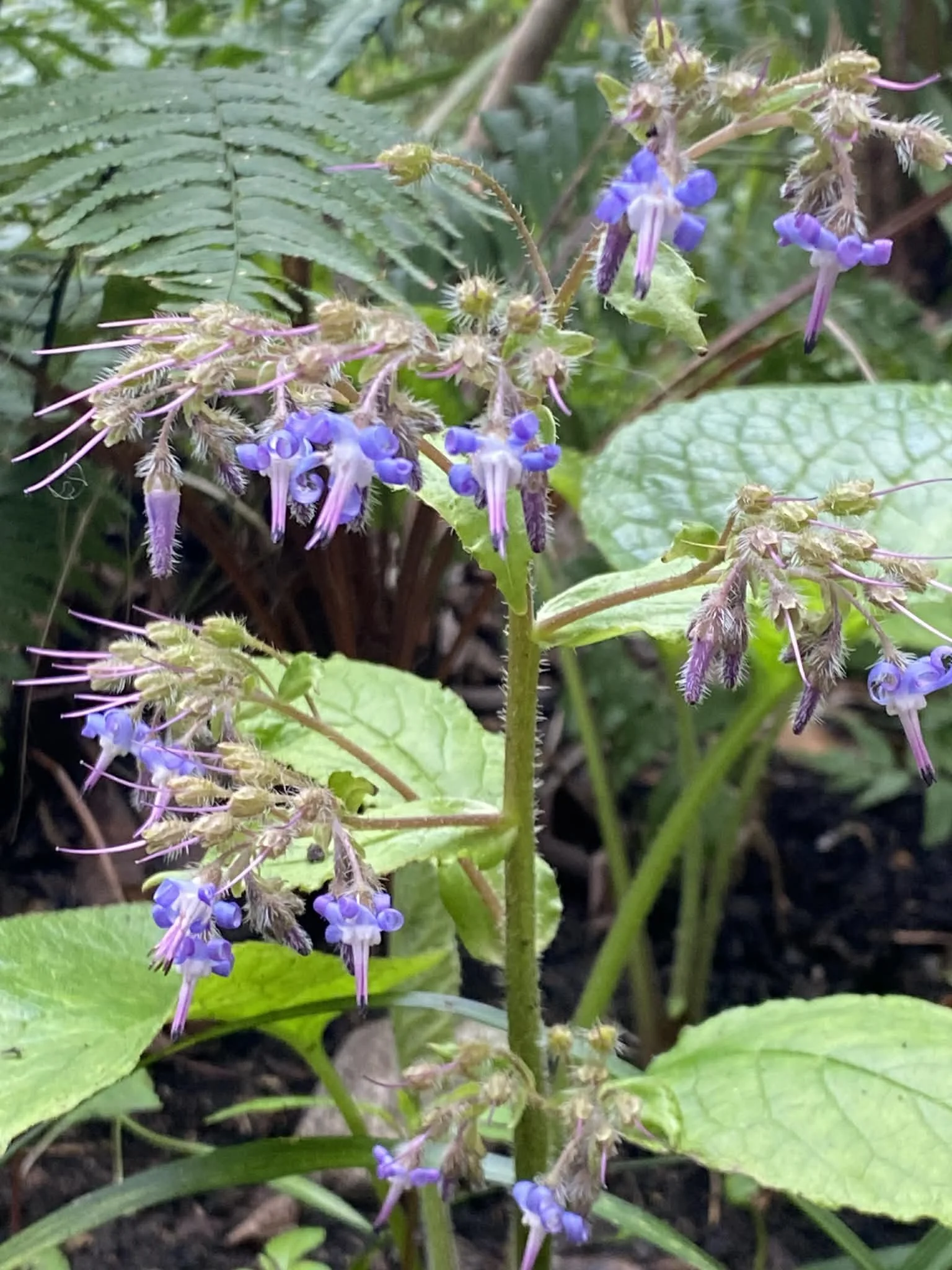 Close-up of a tracystemon orientalis, green leaves, and fuzzy stems in a garden setting.