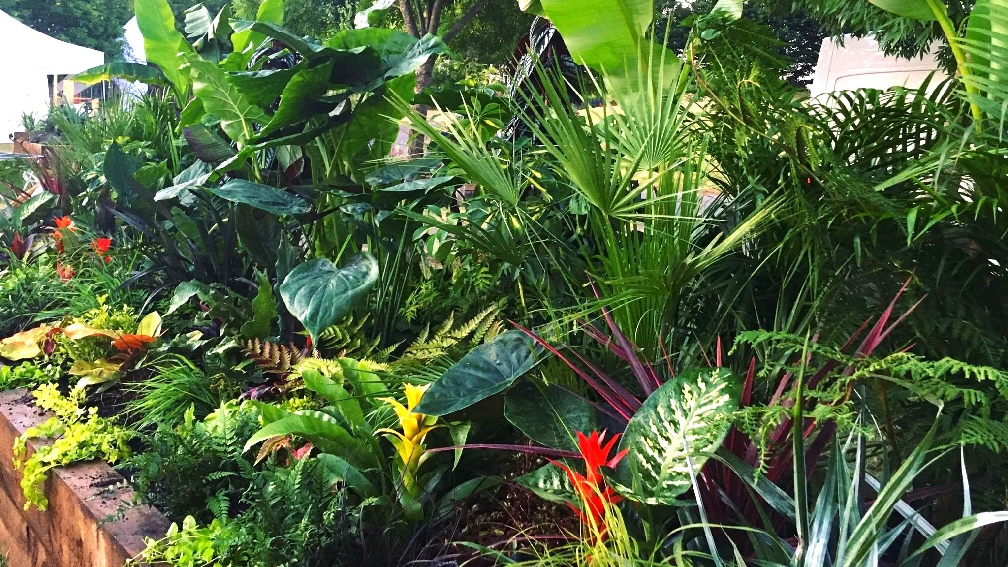 Lush green tropical plants with large leaves, colorful flowers, and dense foliage.