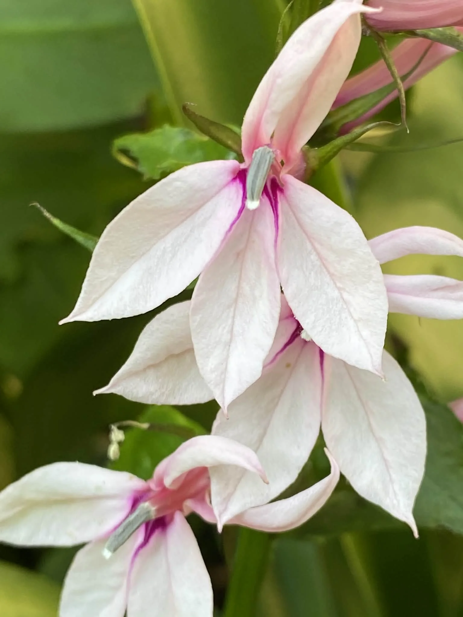 Close-up of a lobelia flower with green leaves in the background.