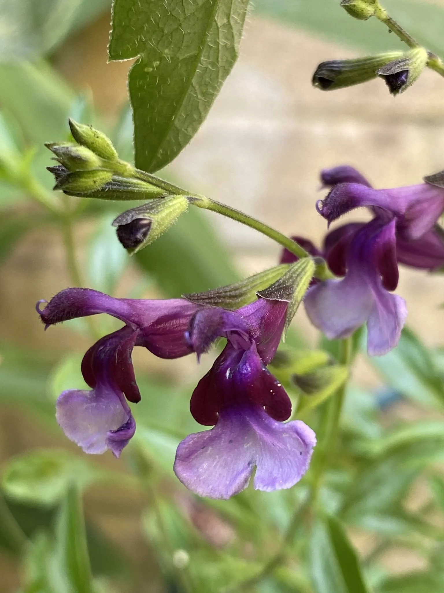 Close-up of salvia flowers with green leaves.