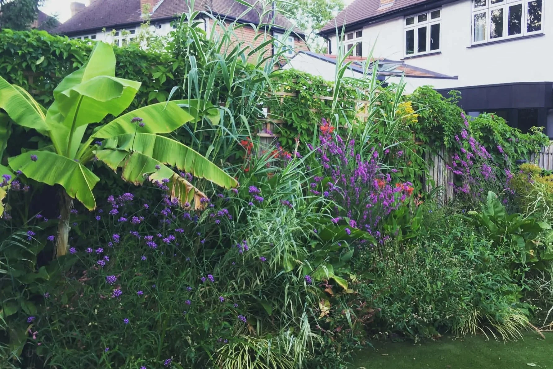A lush garden with various green plants and purple flowers, located in front of residential houses with white walls and red tiled roofs.