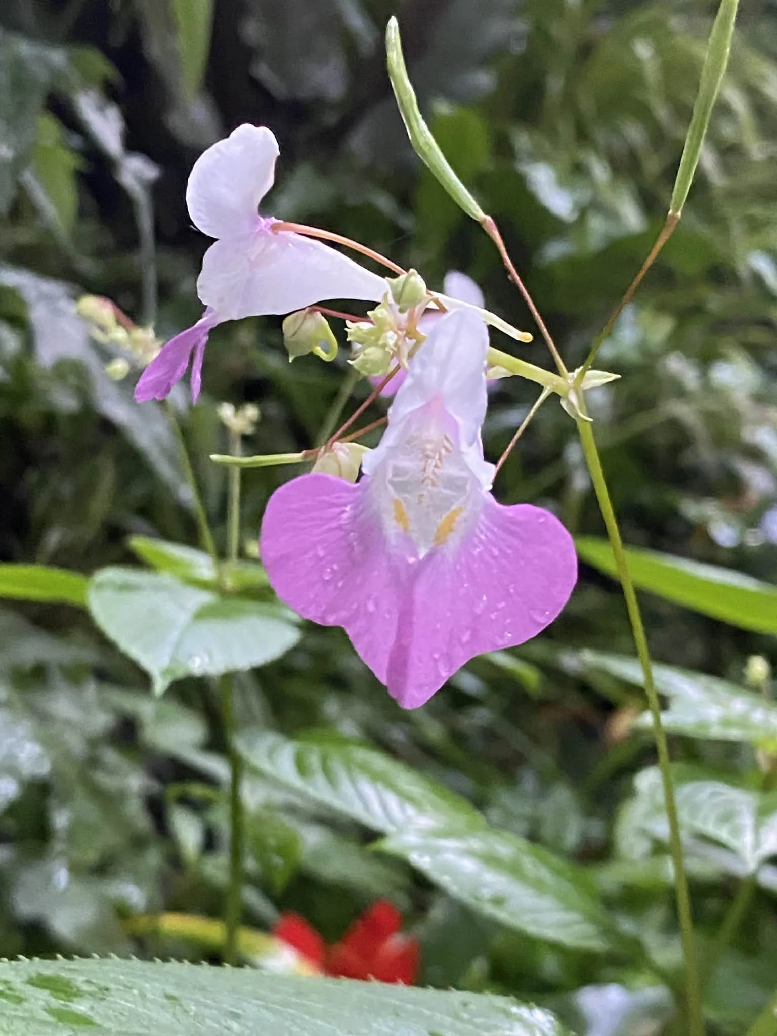 Close-up of a impatiens flower with green leaves in the background.