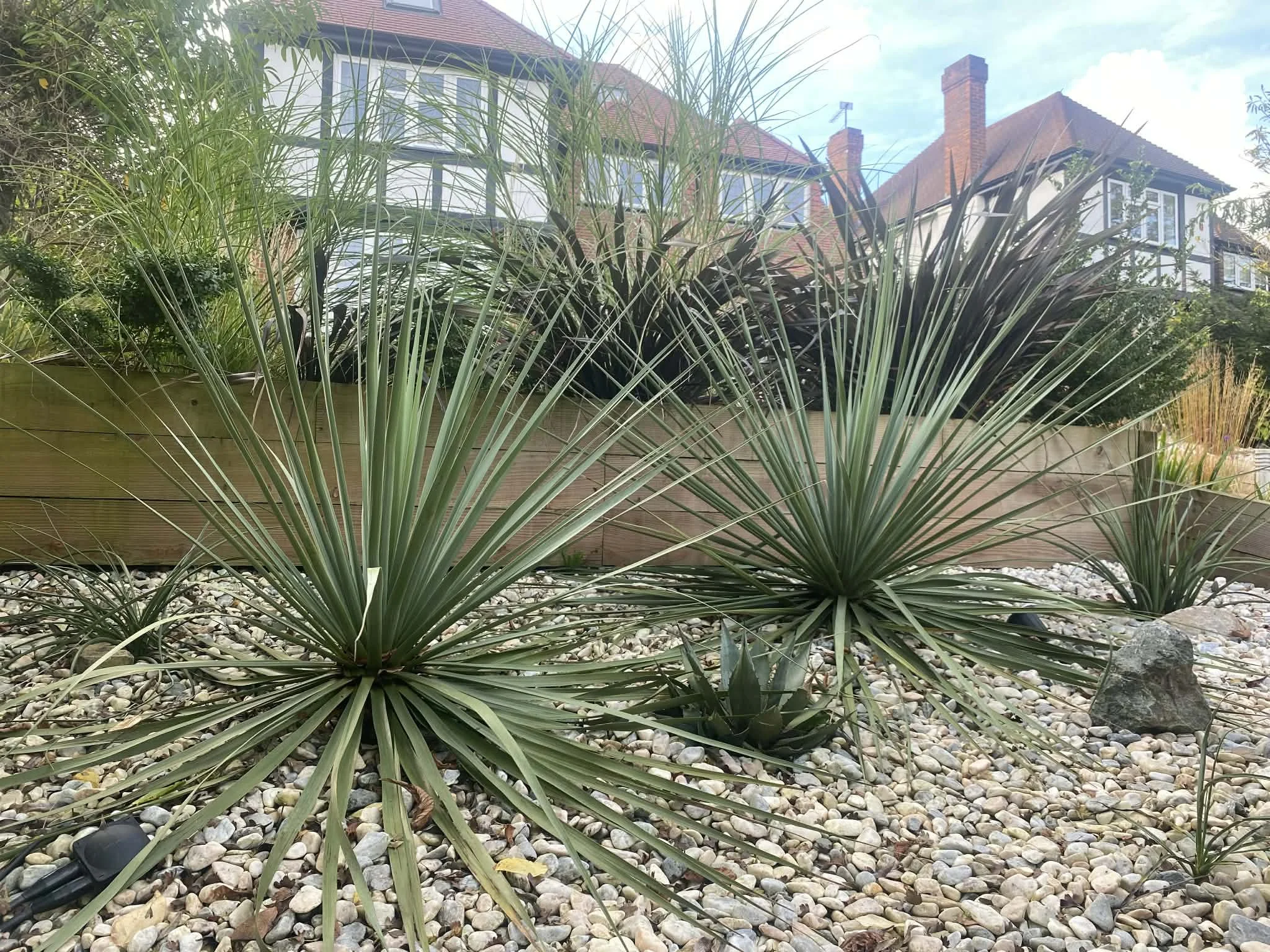 Front yard garden area with large, spiky green plants in the foreground and a wooden fence. In the background, there is a two-story house with white walls, large windows, a red-tiled roof, and brick chimneys, under a partly cloudy sky.