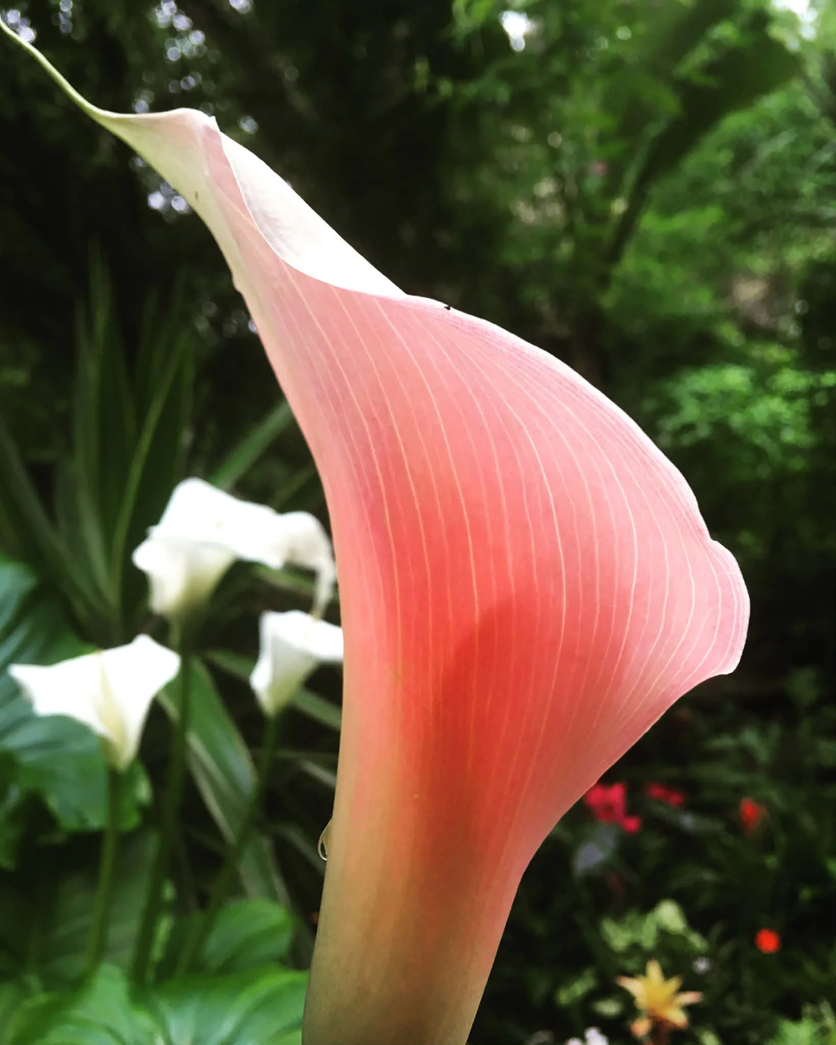 Close-up of a zantedeschia flamingo flower petal with a green background of leaves.