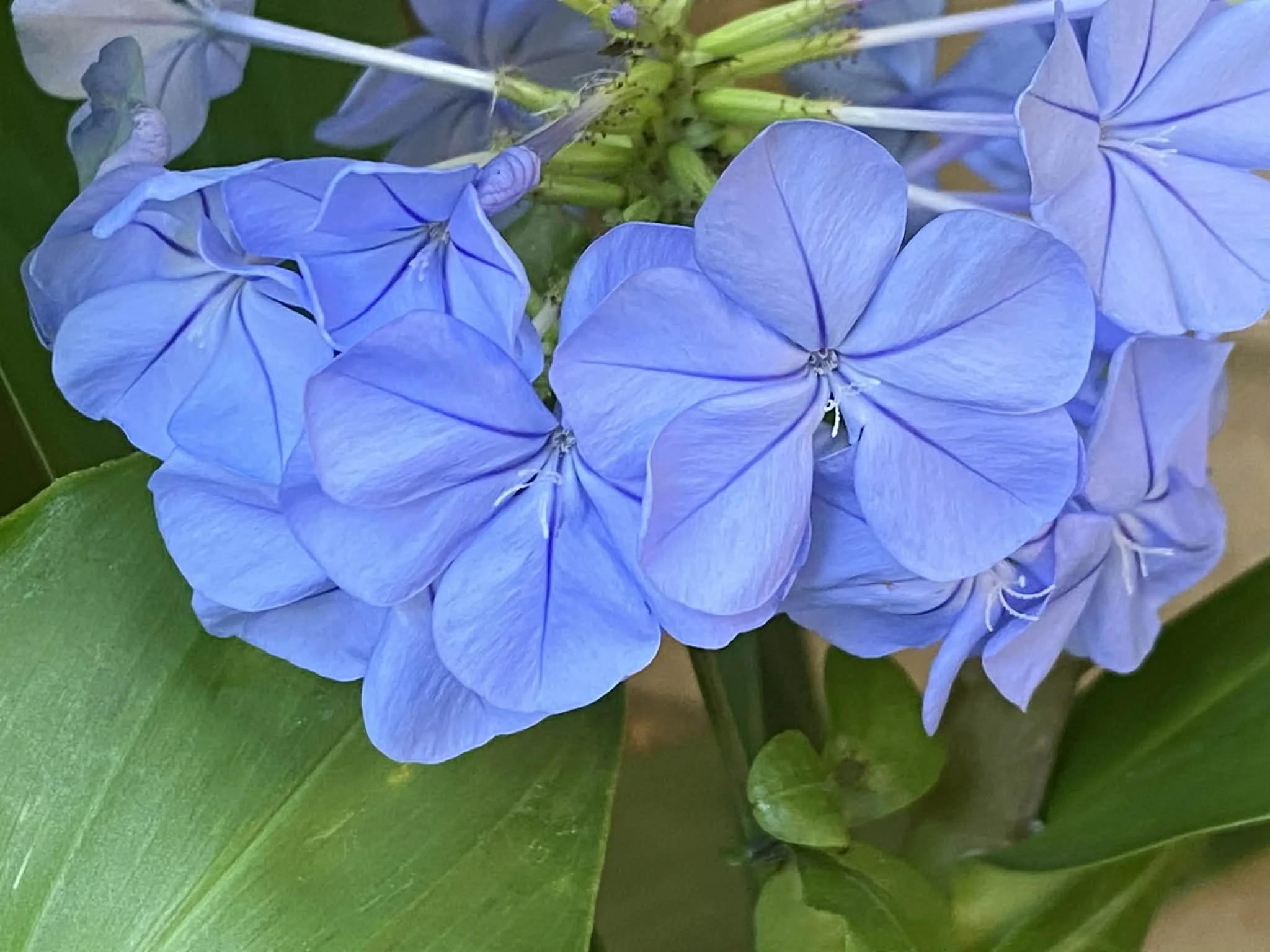 Close-up of blue plumbago flowers with green leaves in the background.