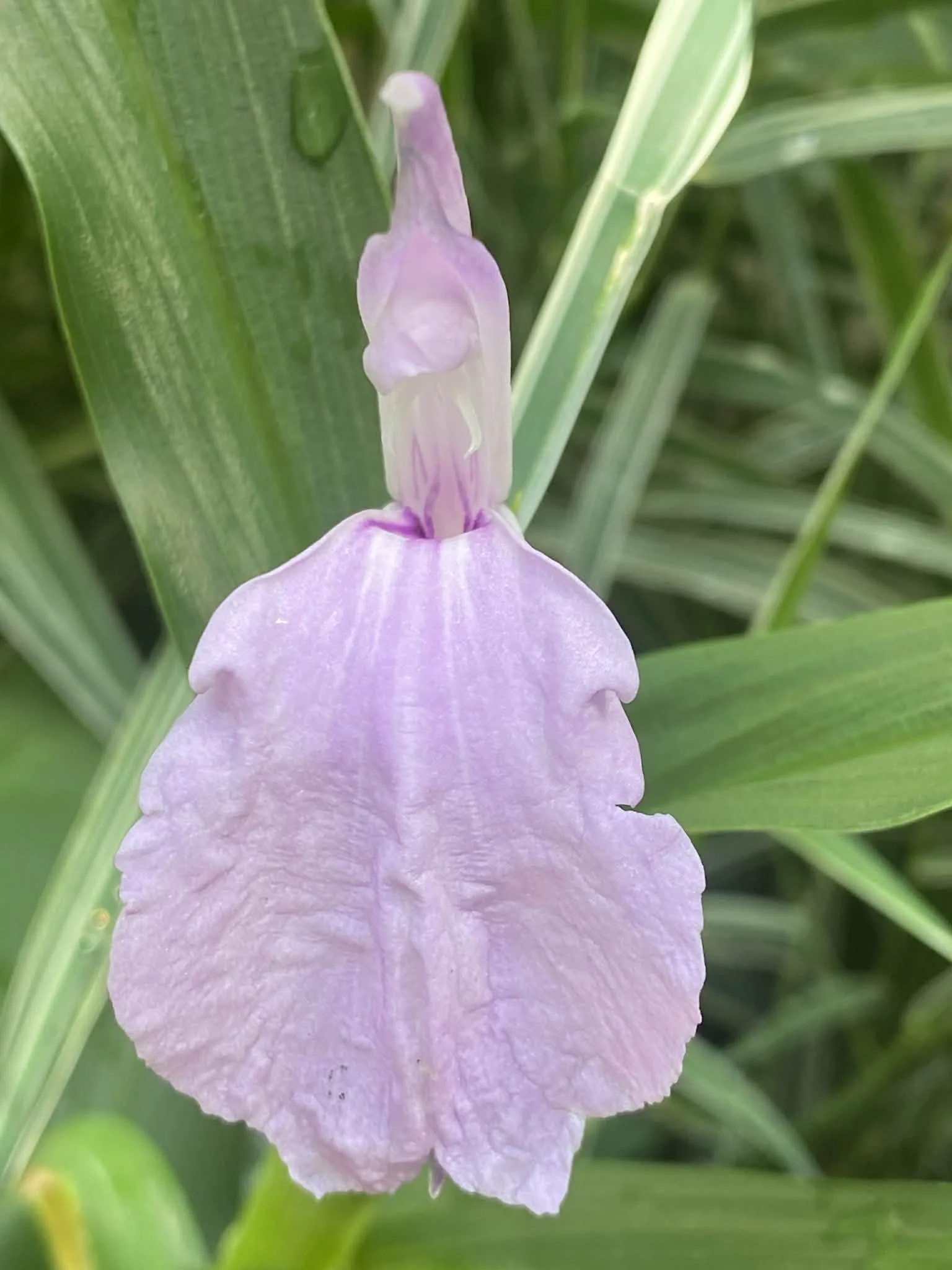 A close-up of a roscoea flower with a curved petal and green leaves in the background.