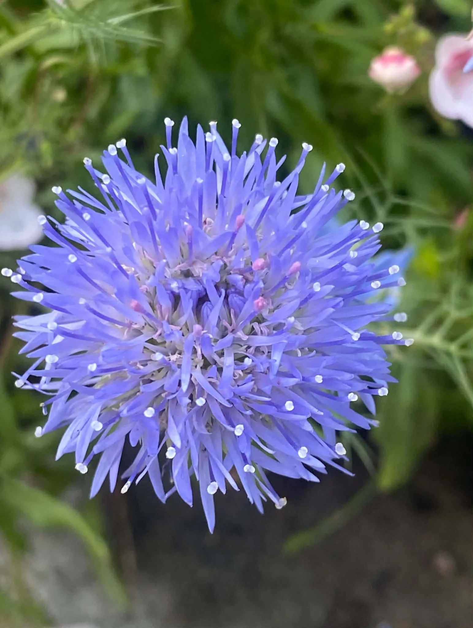 Close-up of a jasione laevis flower with blue petals, blurred green foliage in the background.
