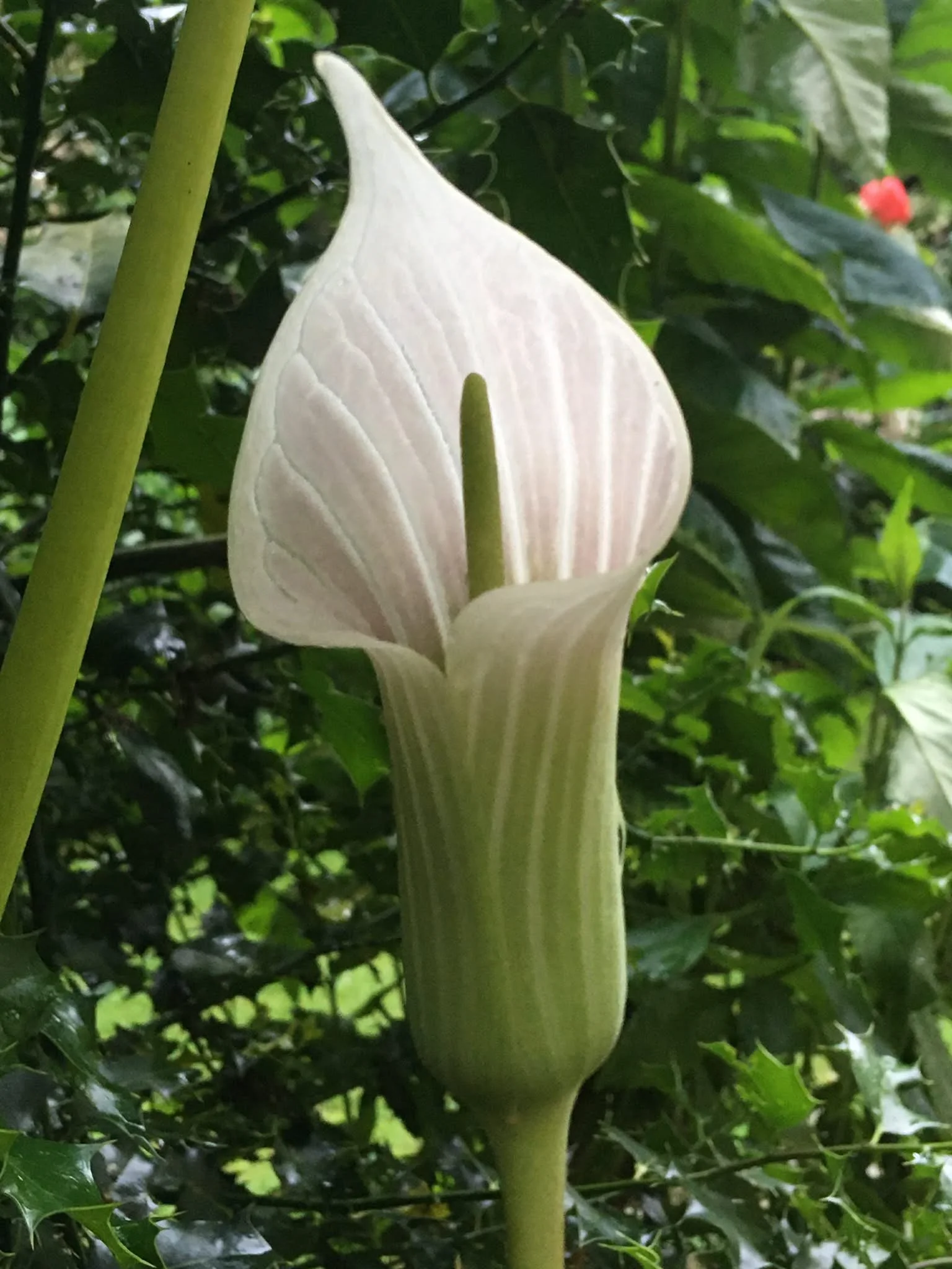 An cobra lily flower growing on a plant with green leaves in the background.