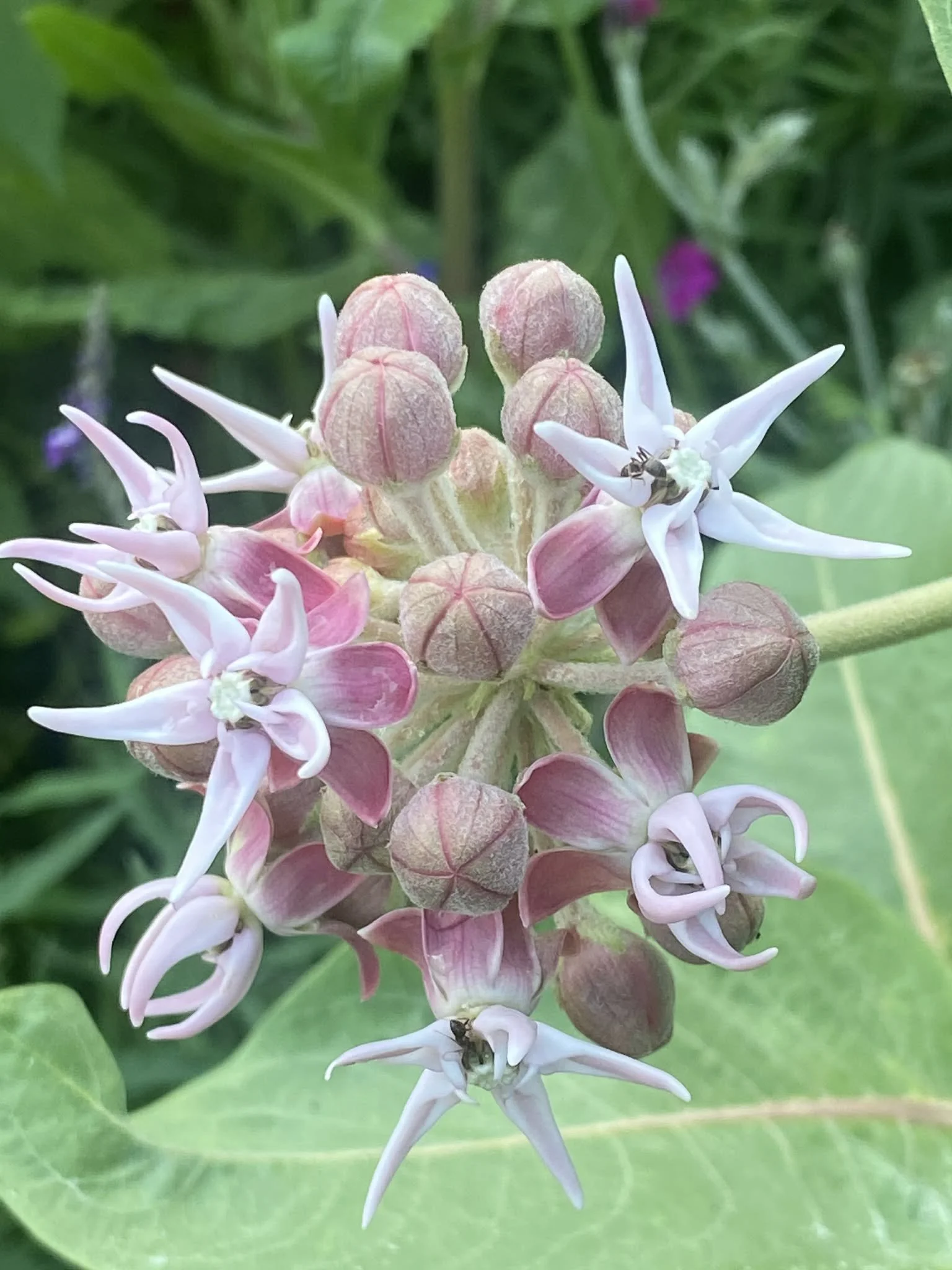 Close-up of a asclepias tuberosa flower, green leaves in the background.