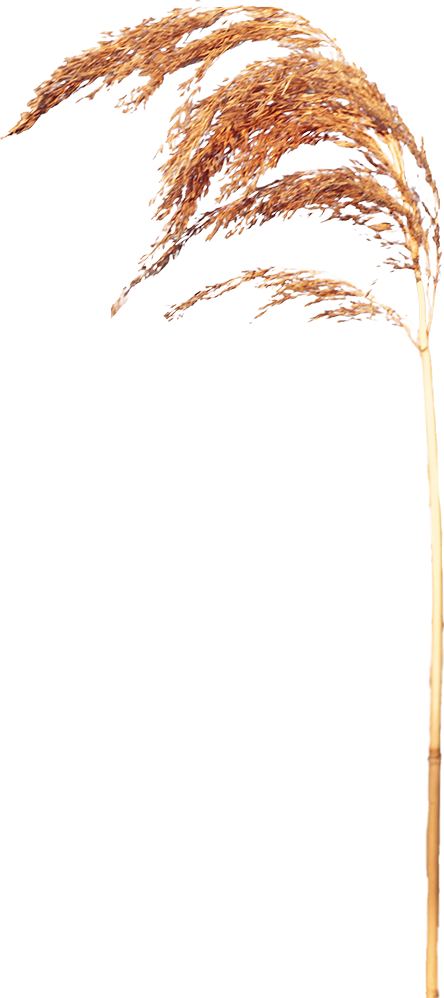 Close-up of a wheat stalk