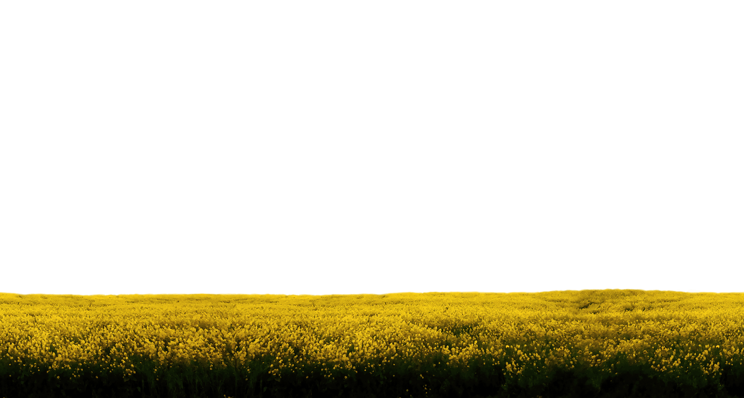 A large field of yellow flowers under a dark, cloudy sky.