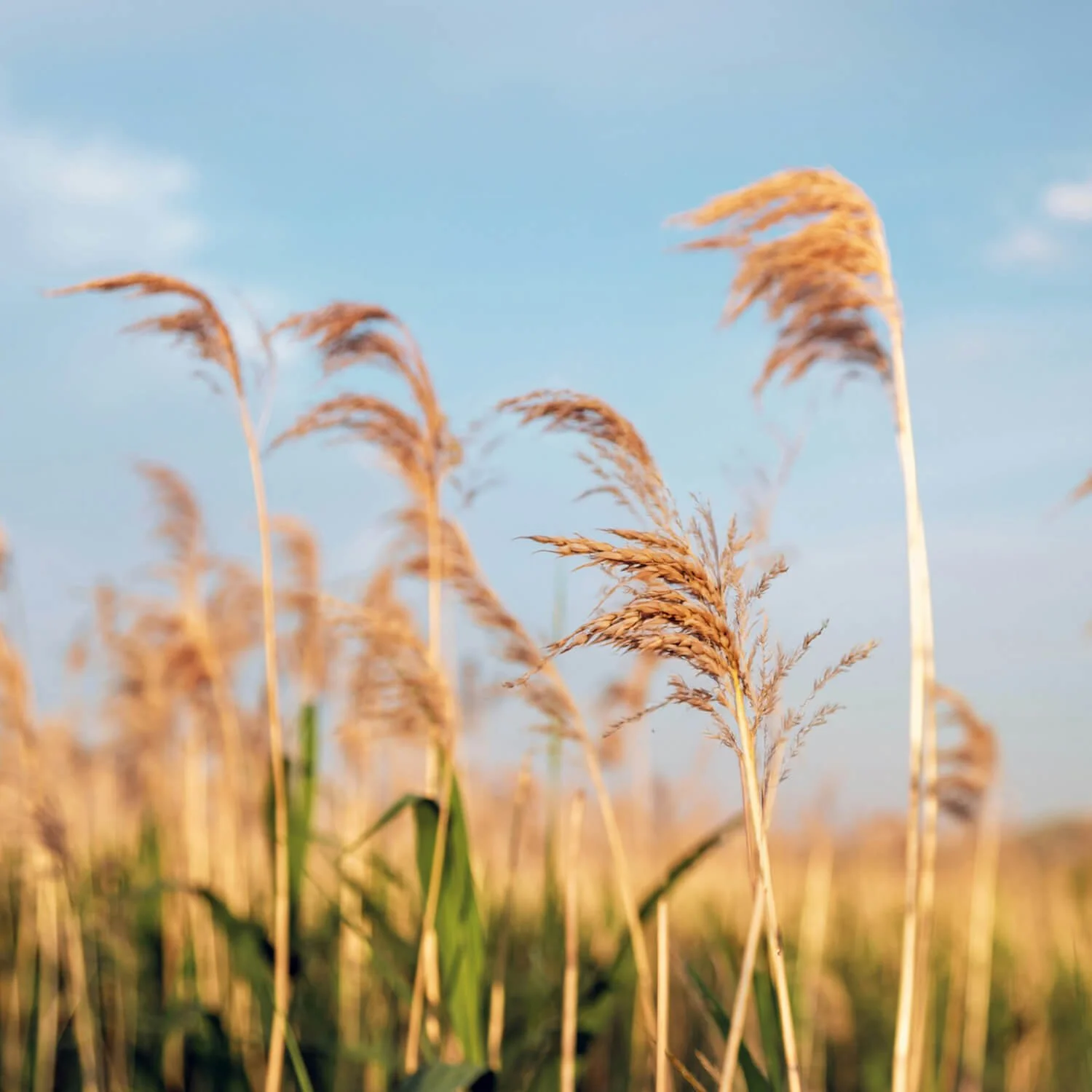 Close-up of tall golden grass stems with fluffy seed heads against a blue sky with few clouds.