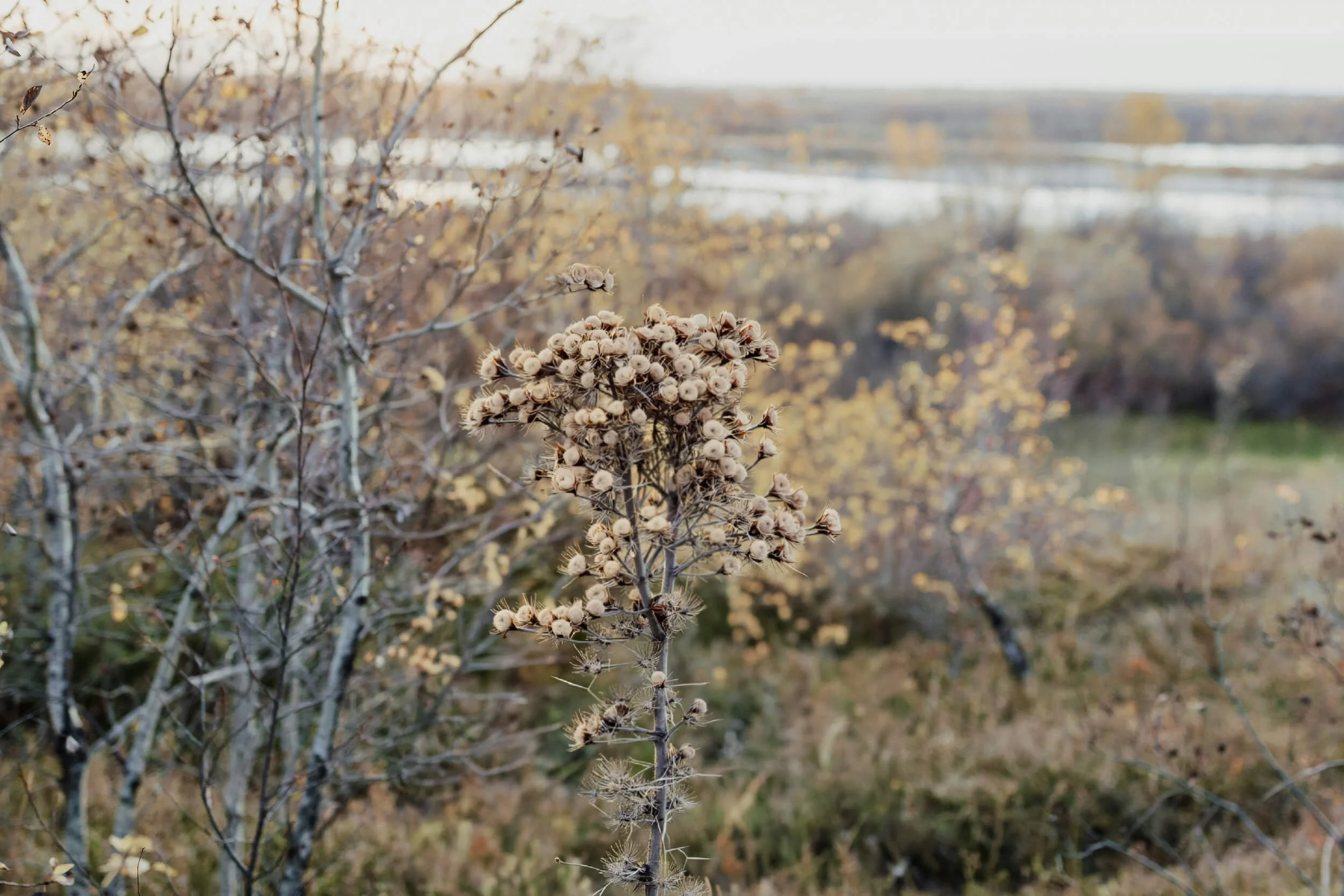 Close-up of dried plant with seed pods in an autumn landscape, with trees and a body of water in the background.