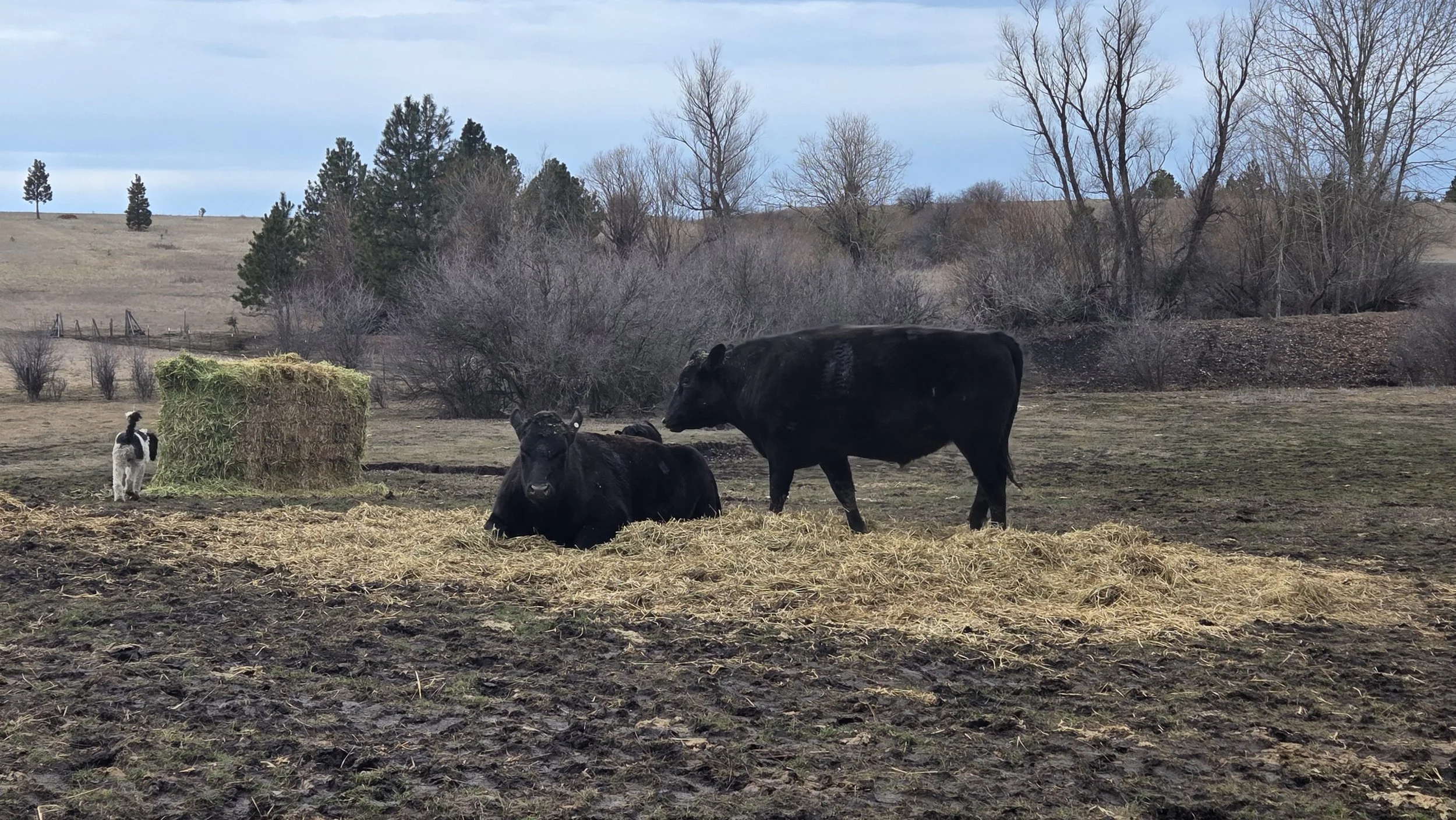 Quarter Beef - 50% (American) Wagyu