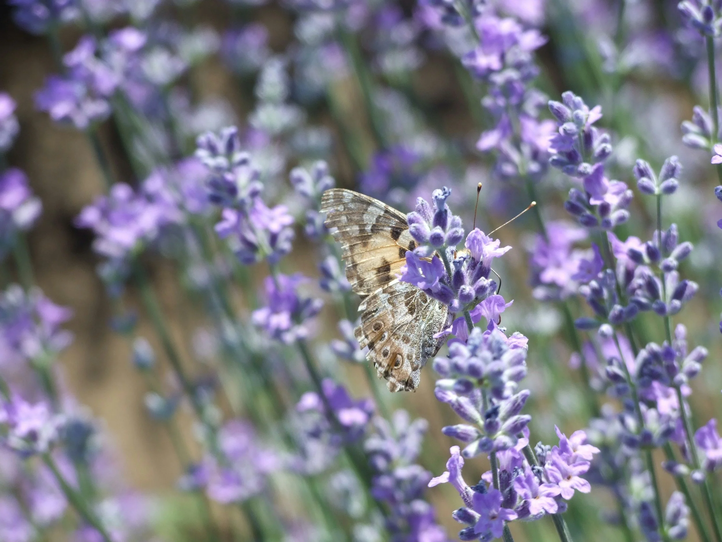 A butterfly with striped wings resting on purple lavender flowers.