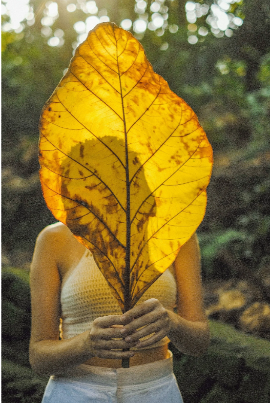 A person holding a large, yellow autumn leaf in front of their face, obscuring it, with a forest background.