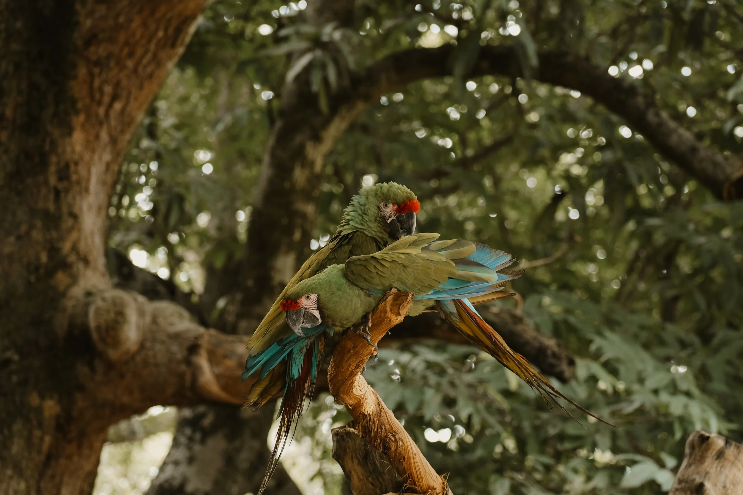 Two green macaws with red foreheads and colorful tail feathers perching on a tree branch in a dense forest.