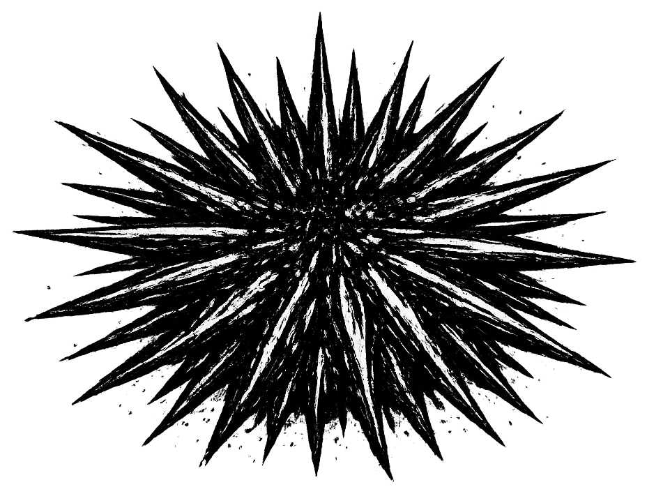 Sea urchin drawn in ink on a white background.