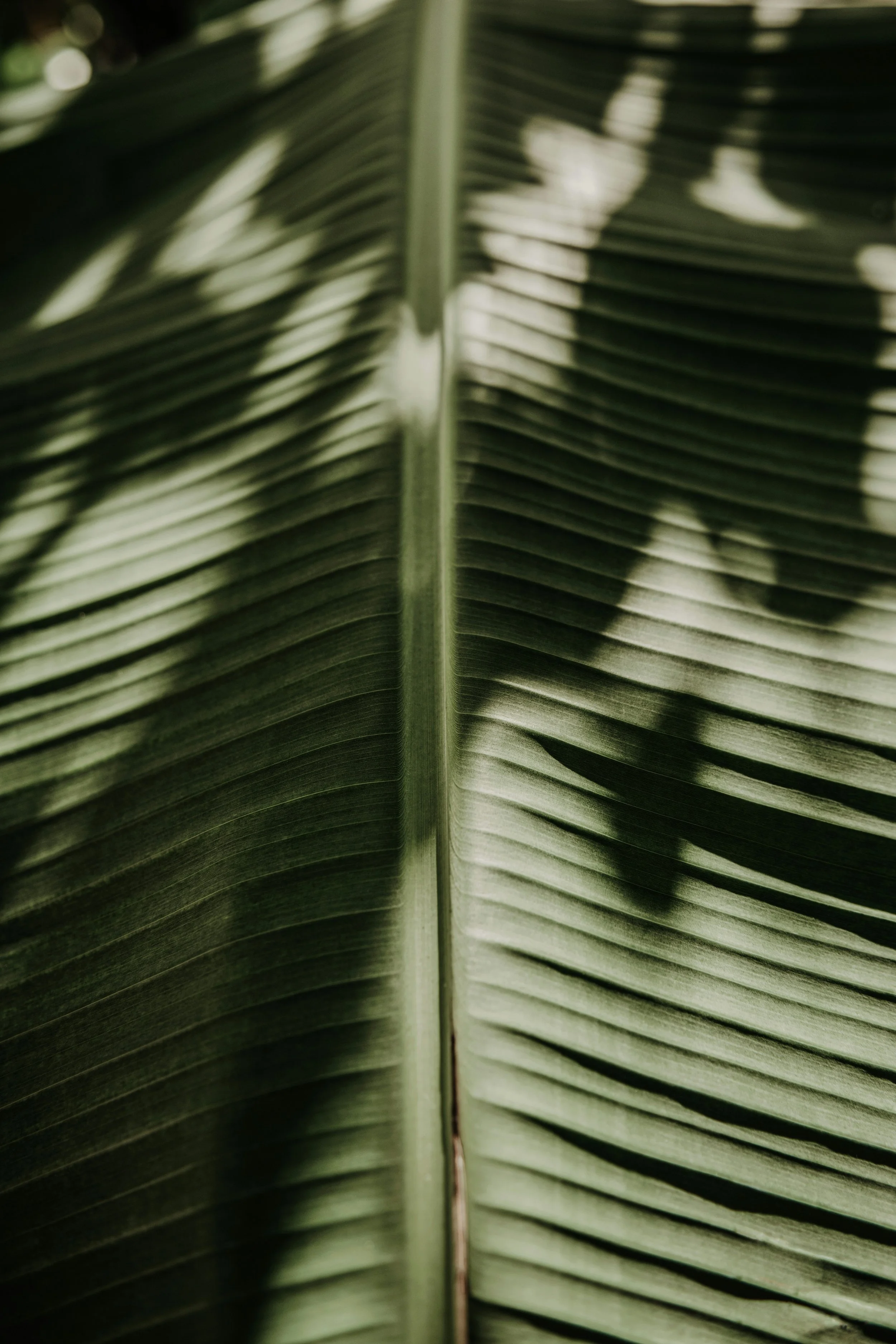 Close-up of palm leaves showing texture and shadows