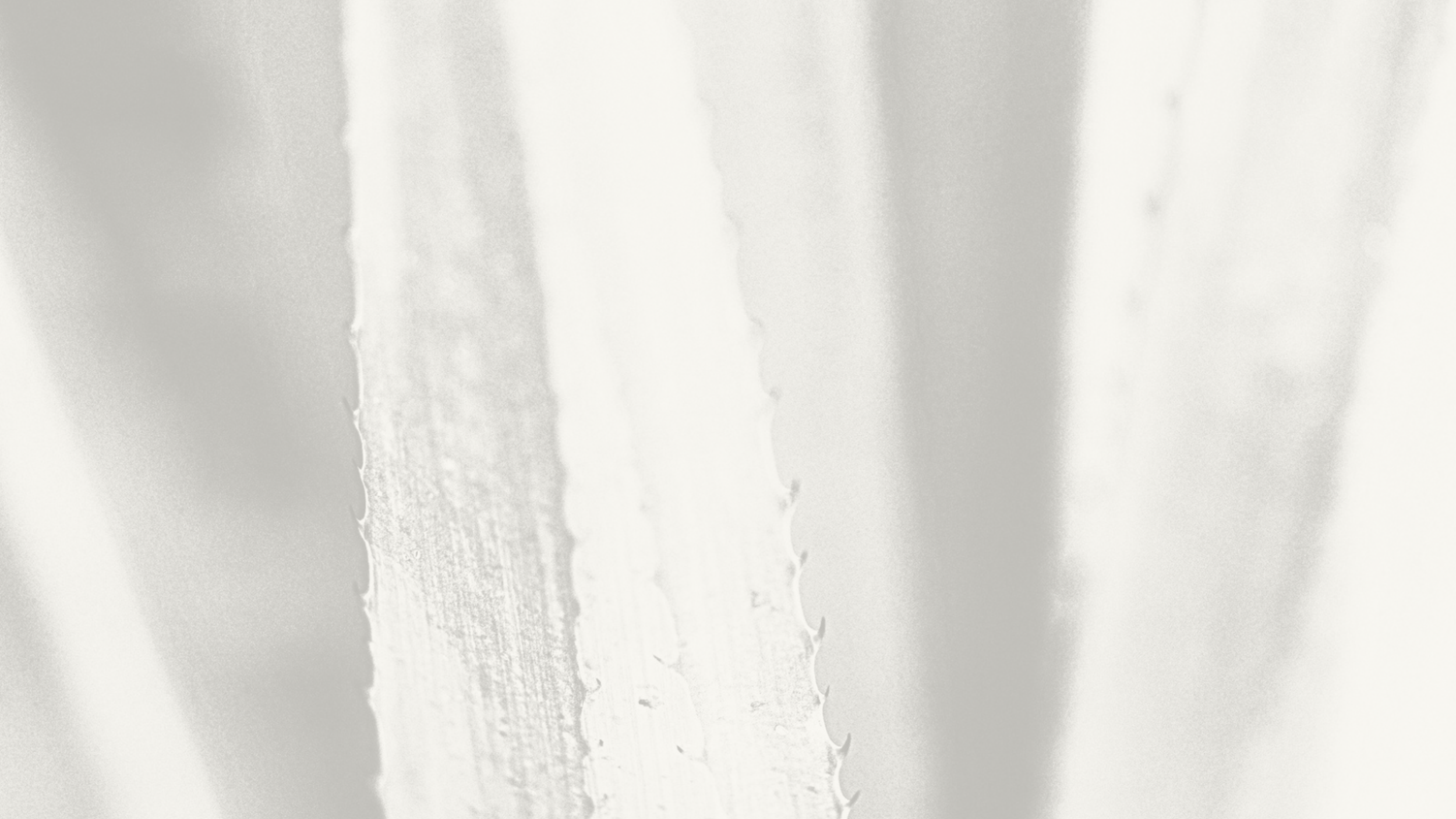 Close-up of a textured surface of an Agave plant.