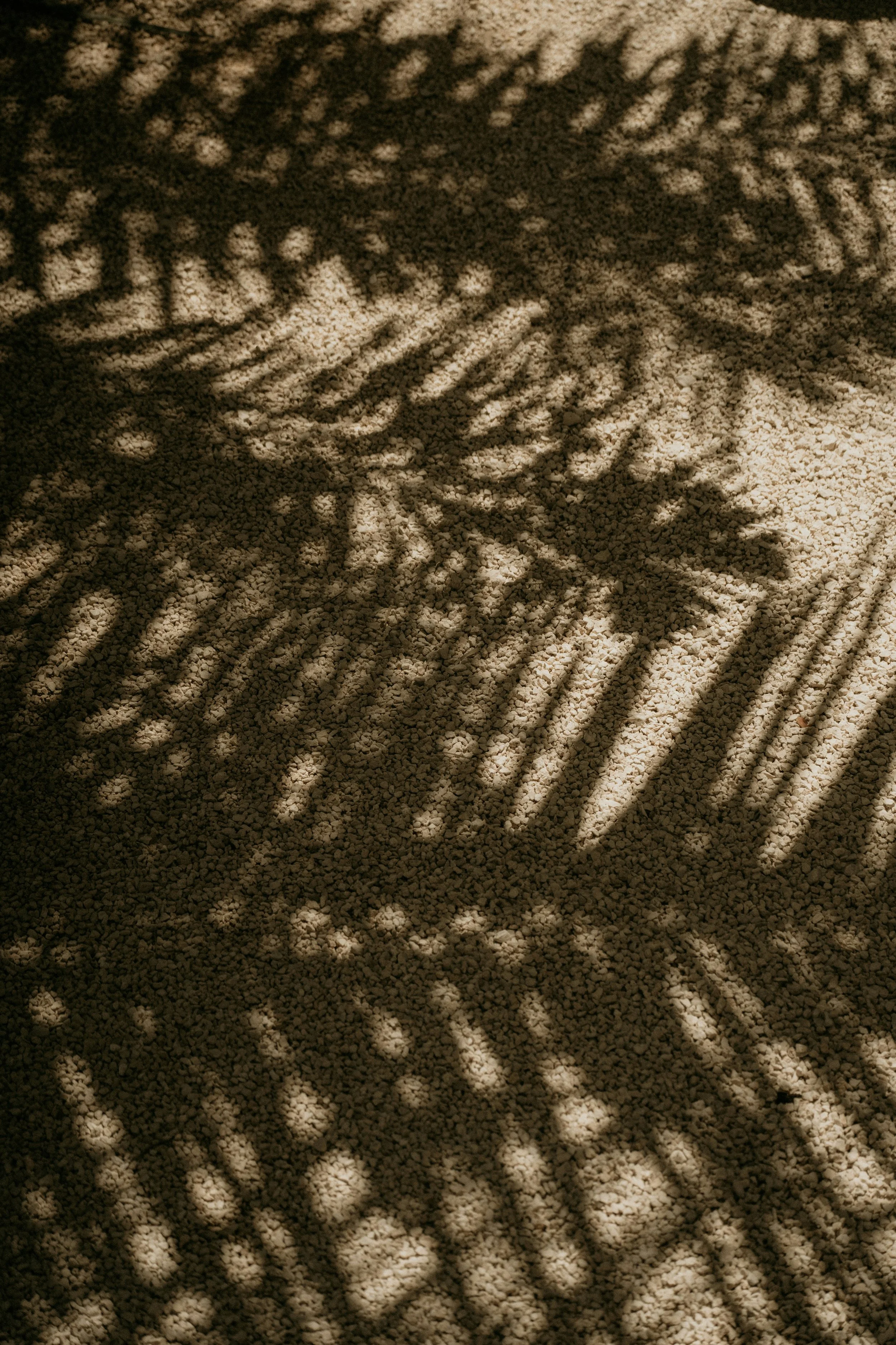 Shadows of a palm tree cast on a textured surface, likely sand or gravel.