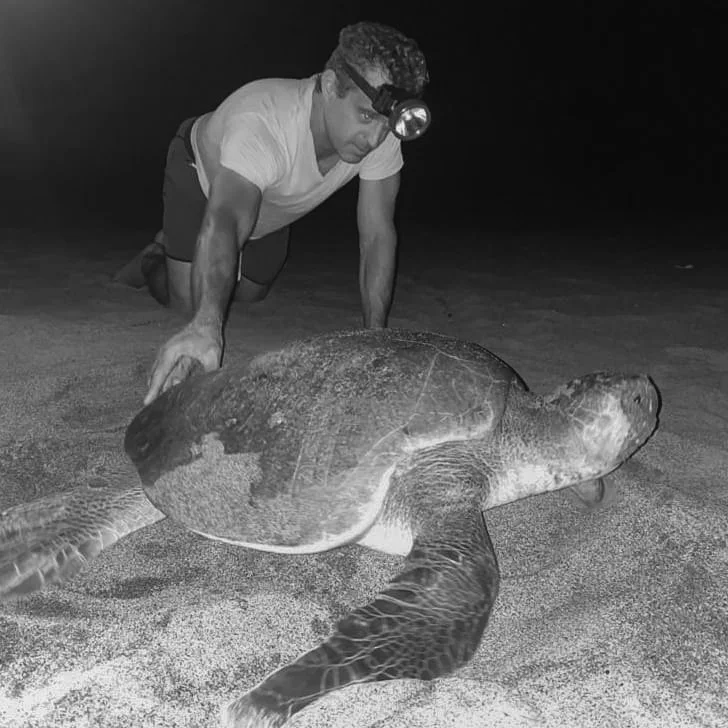 A photo of Davison Collins; person wearing a headlamp and a white t-shirt is kneeling on the sand at night, touching a large sea turtle that is lying on the beach.