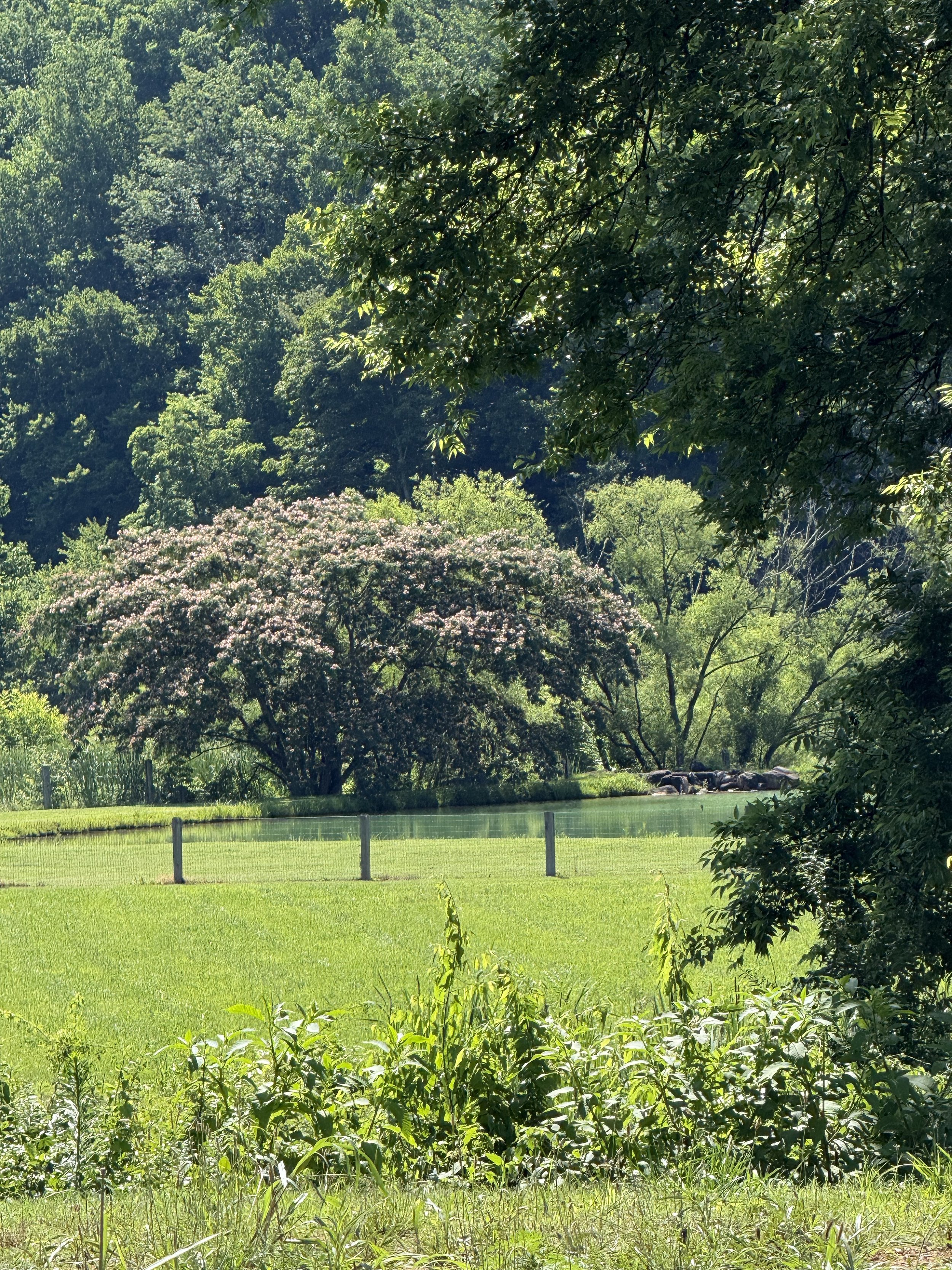 Setting of Amy Buckner Chowdhry's art studio on her family farm in Walland, TN