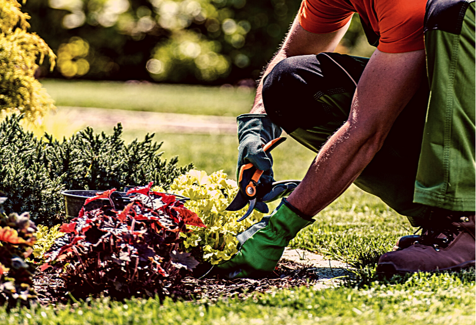 Mow Right does garden-bed maintenance including weeding and pruning. Person planting or tending to plants in a garden, wearing gloves, kneeling on the grass, during daytime.