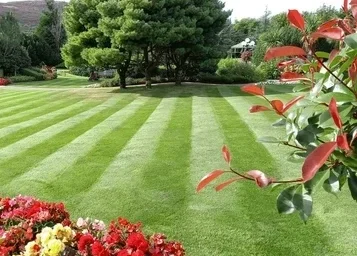 Mow RIght does lawn maintenance in Halton and Peel Regions. A well-maintained lawn with alternating light and dark green stripes, surrounded by trees and colorful flowers.