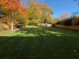 A backyard with a well-maintained grassy lawn, a tall tree with autumn-colored leaves on the left, and a wooden fence on the right, under a clear blue sky.