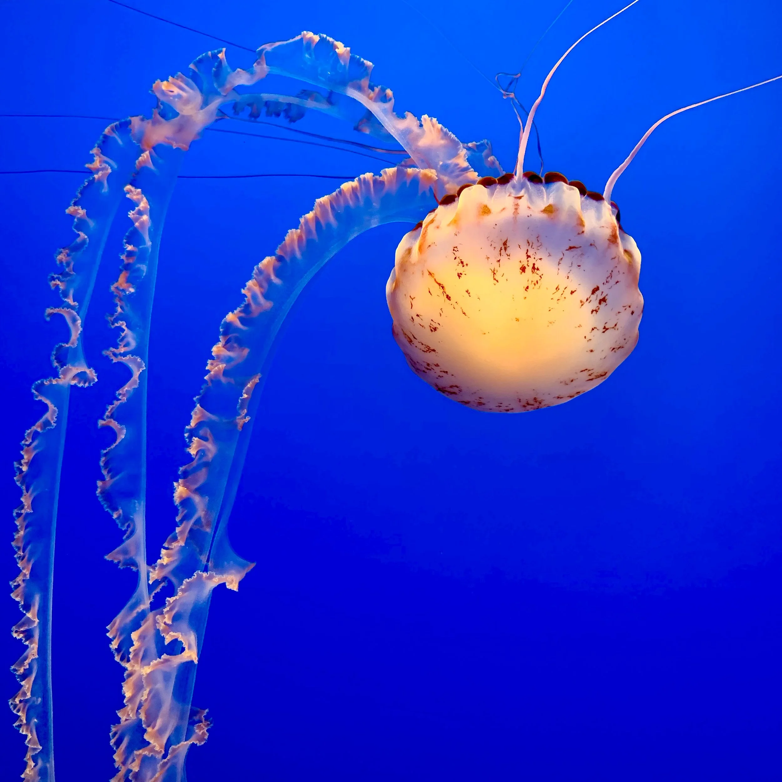 JELLYFISH.jpeg
