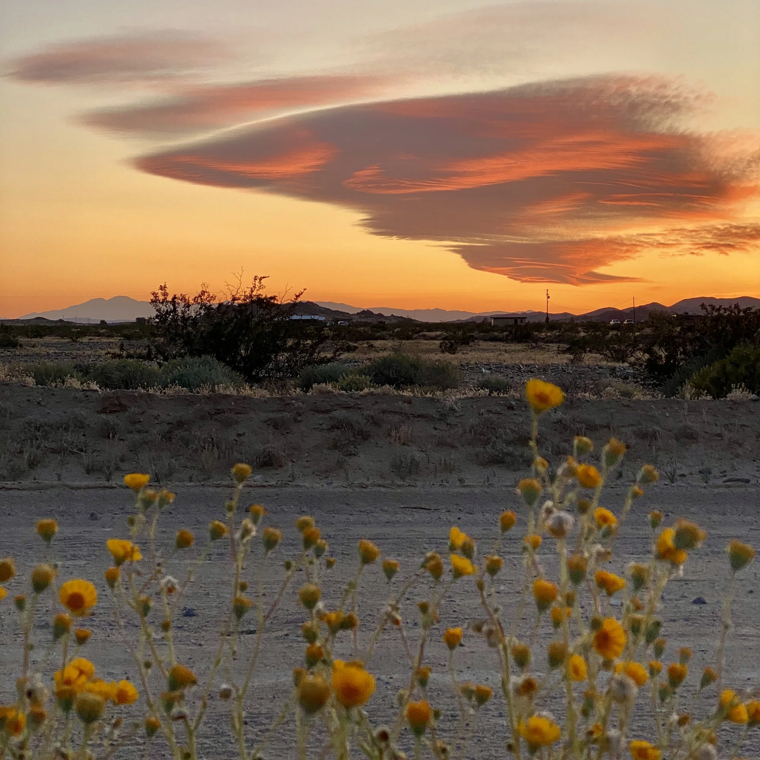 SUNFLOWERS_CLOUDS.jpeg