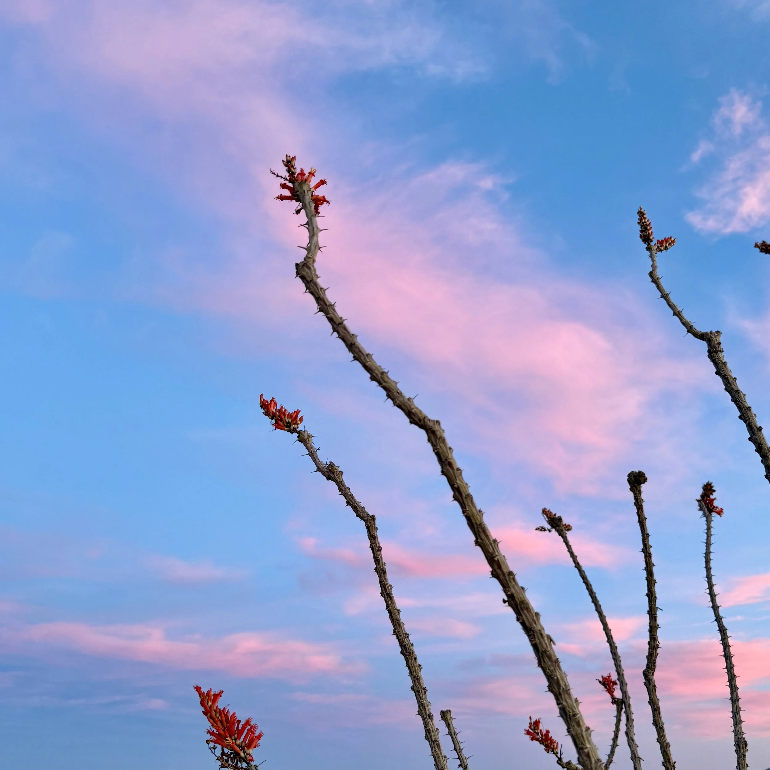 OCOTILLO.jpeg