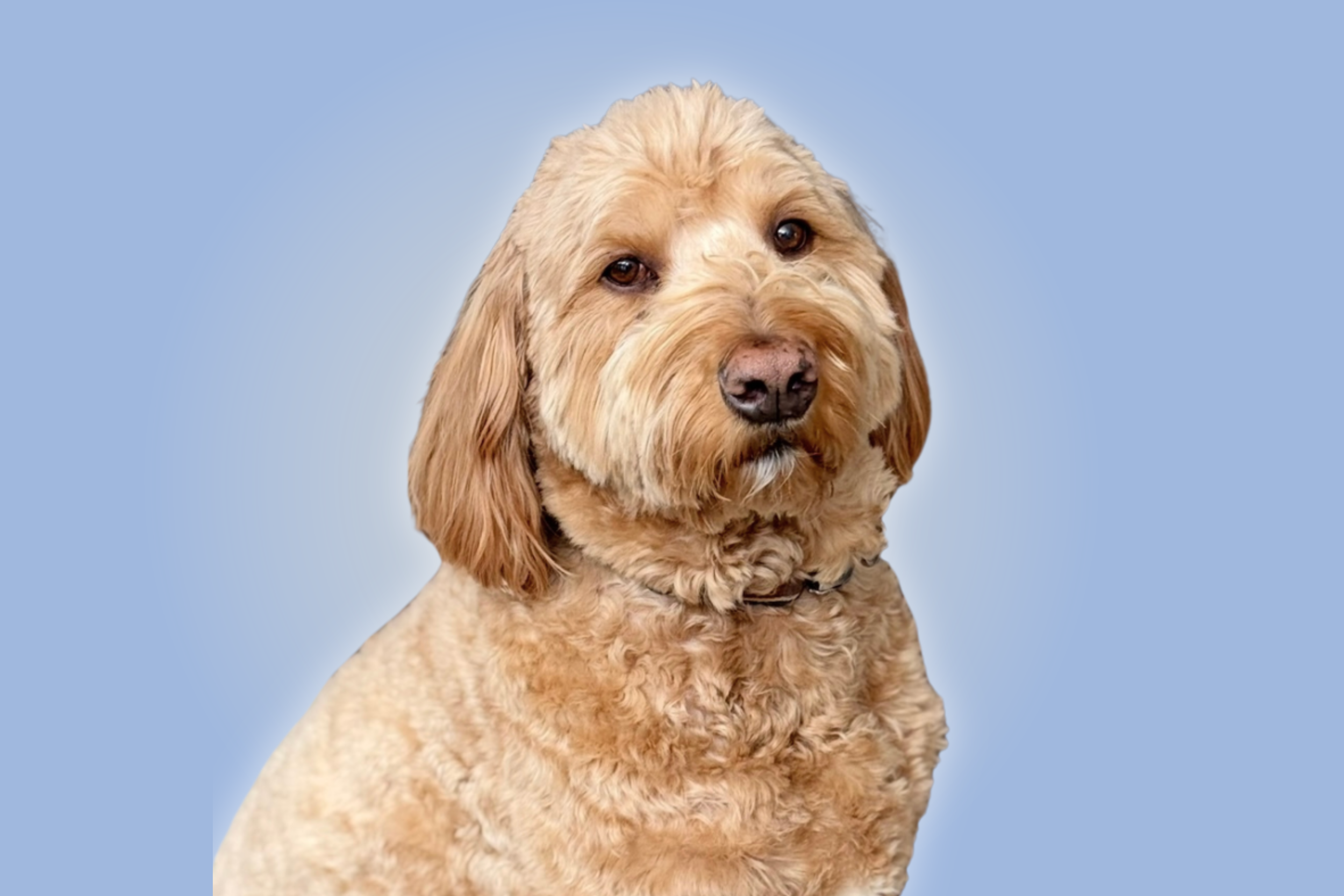 A portrait of a light brown, curly-haired dog with floppy ears against a light blue background.