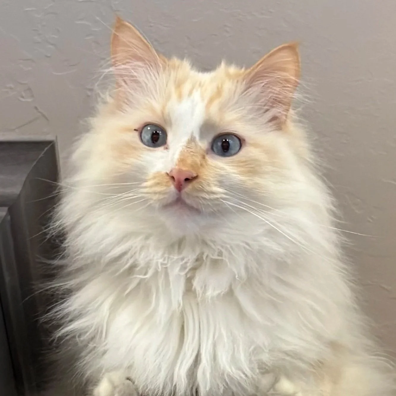 Close-up of a fluffy, long-haired cream-colored cat with blue eyes and pink nose, sitting against a neutral background.
