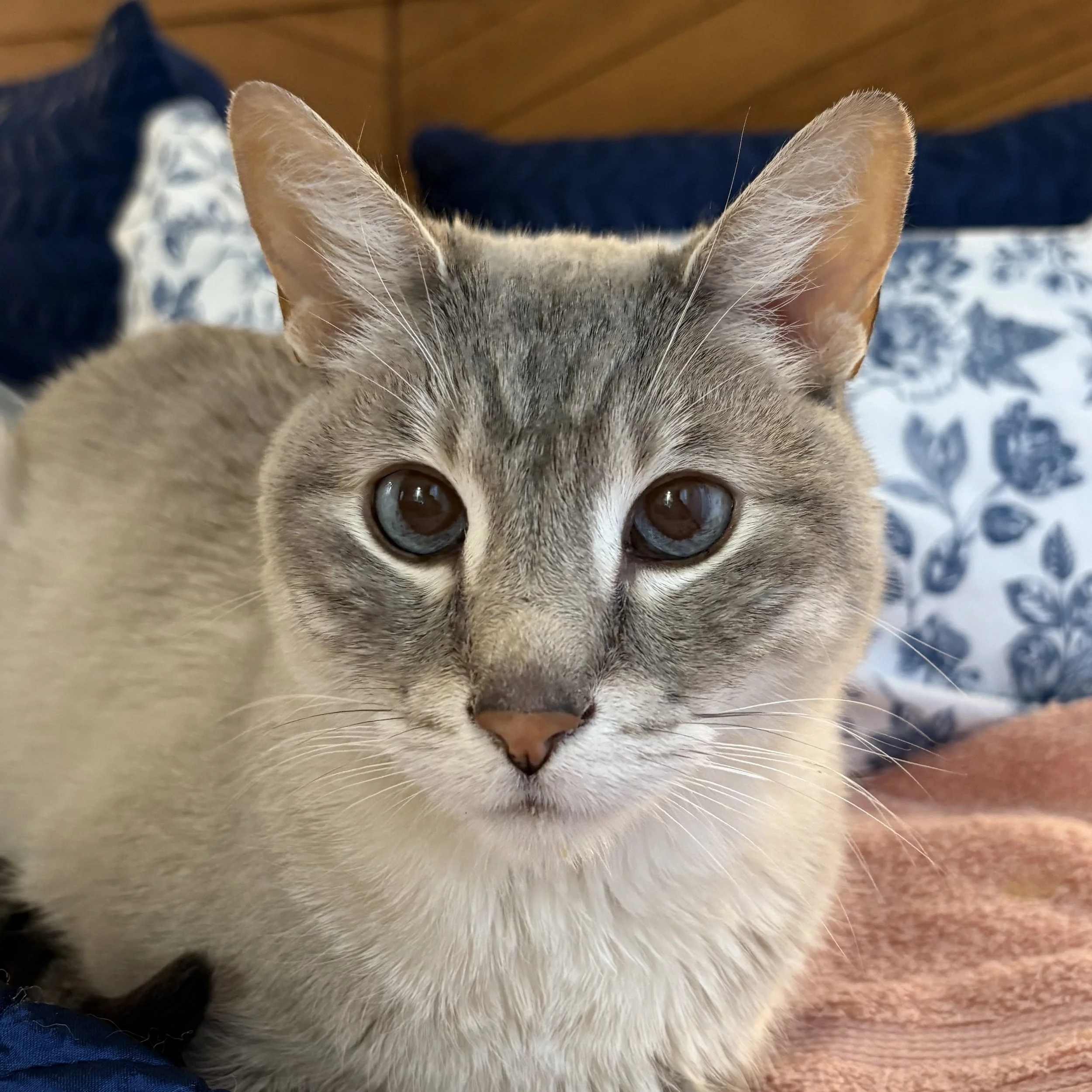 Close-up of a gray and white cat with striking blue eyes, sitting on a bed with blue and white patterned pillows and a brown blanket.