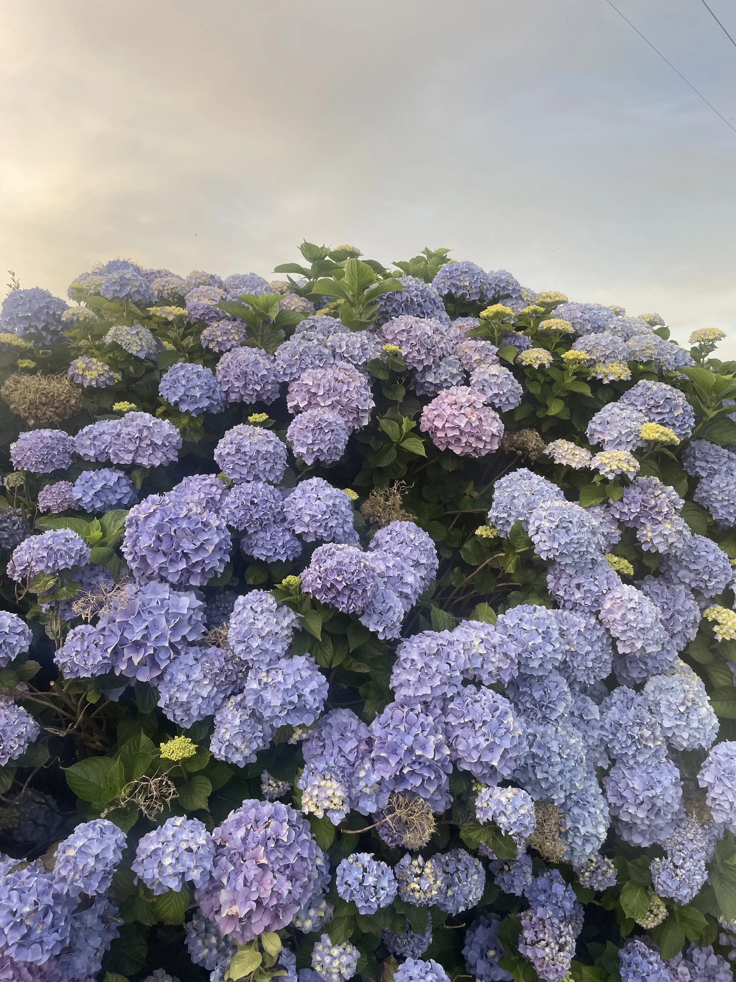 Hydrangeas Print