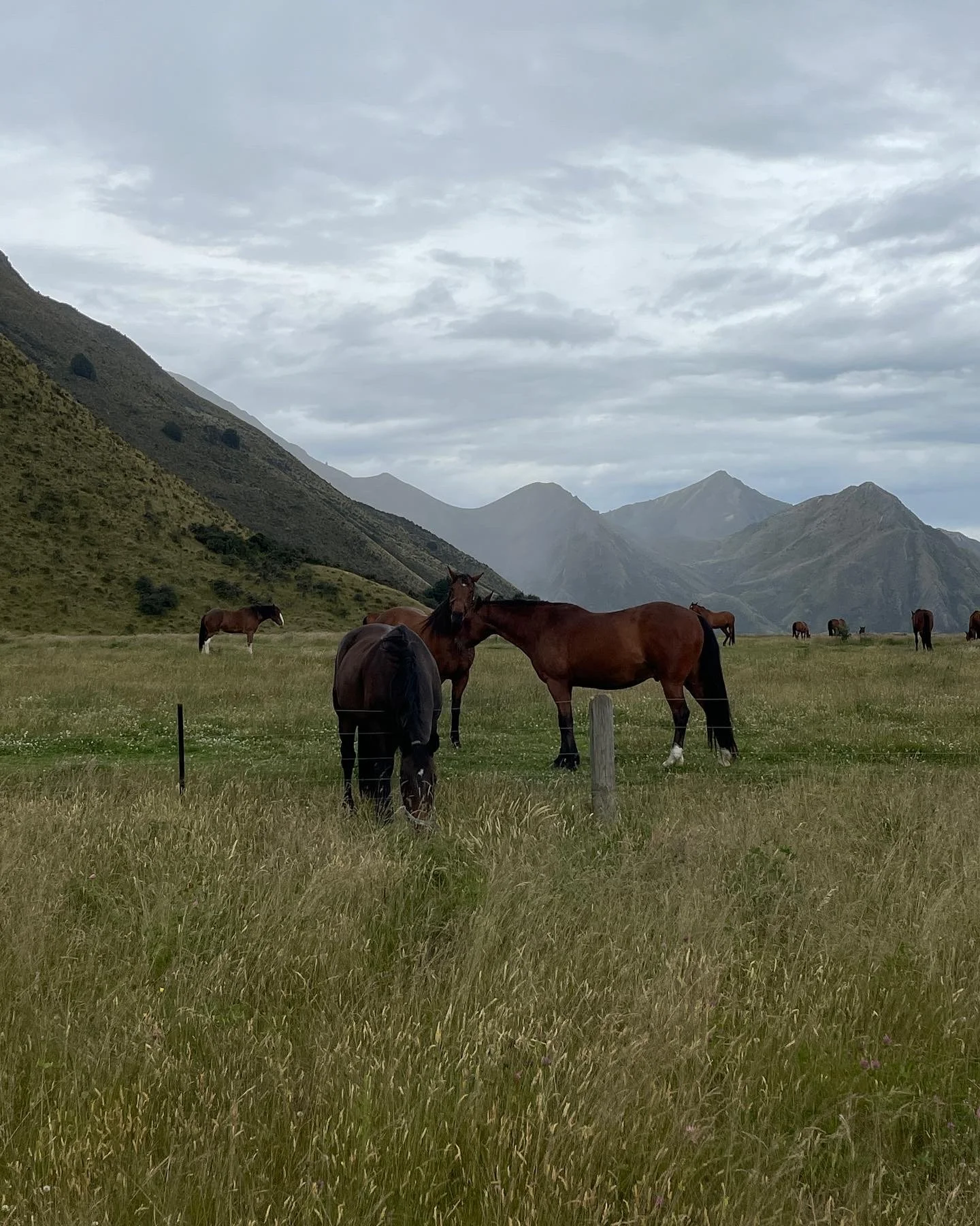 Horses in the Hills - Photographic Print