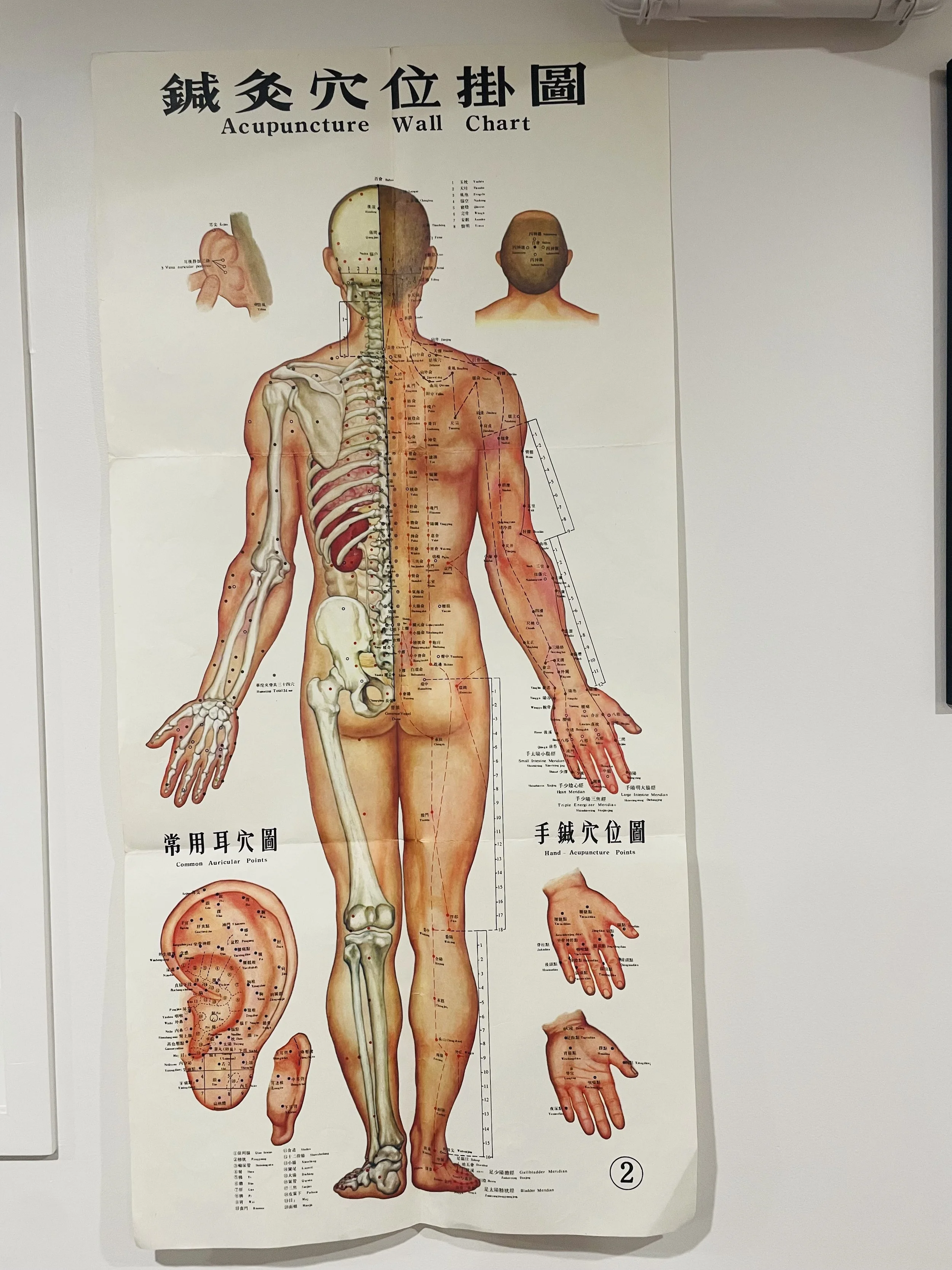 Anatomical Acupuncture Poster - Back