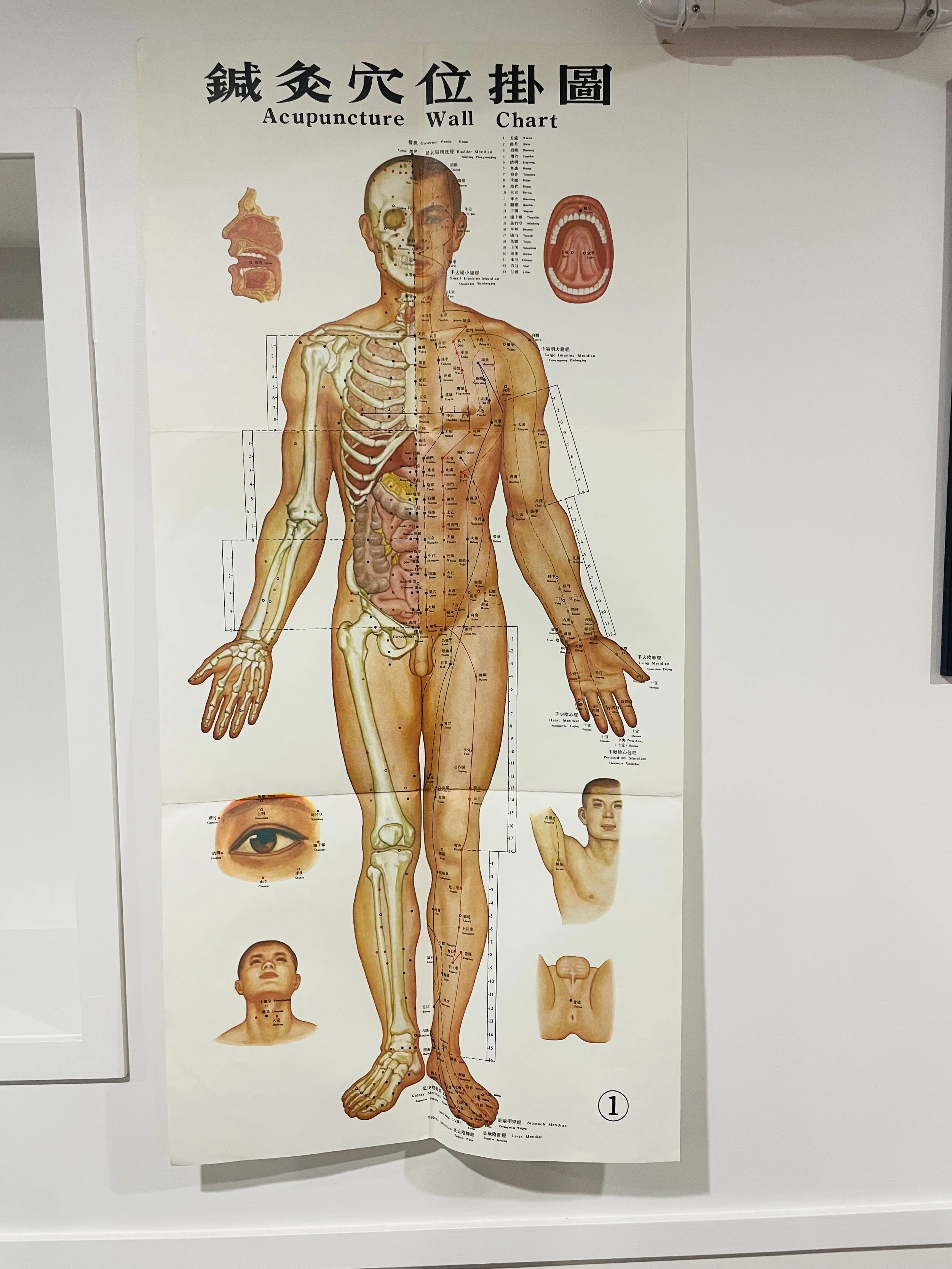 Anatomical Acupuncture Wall Poster