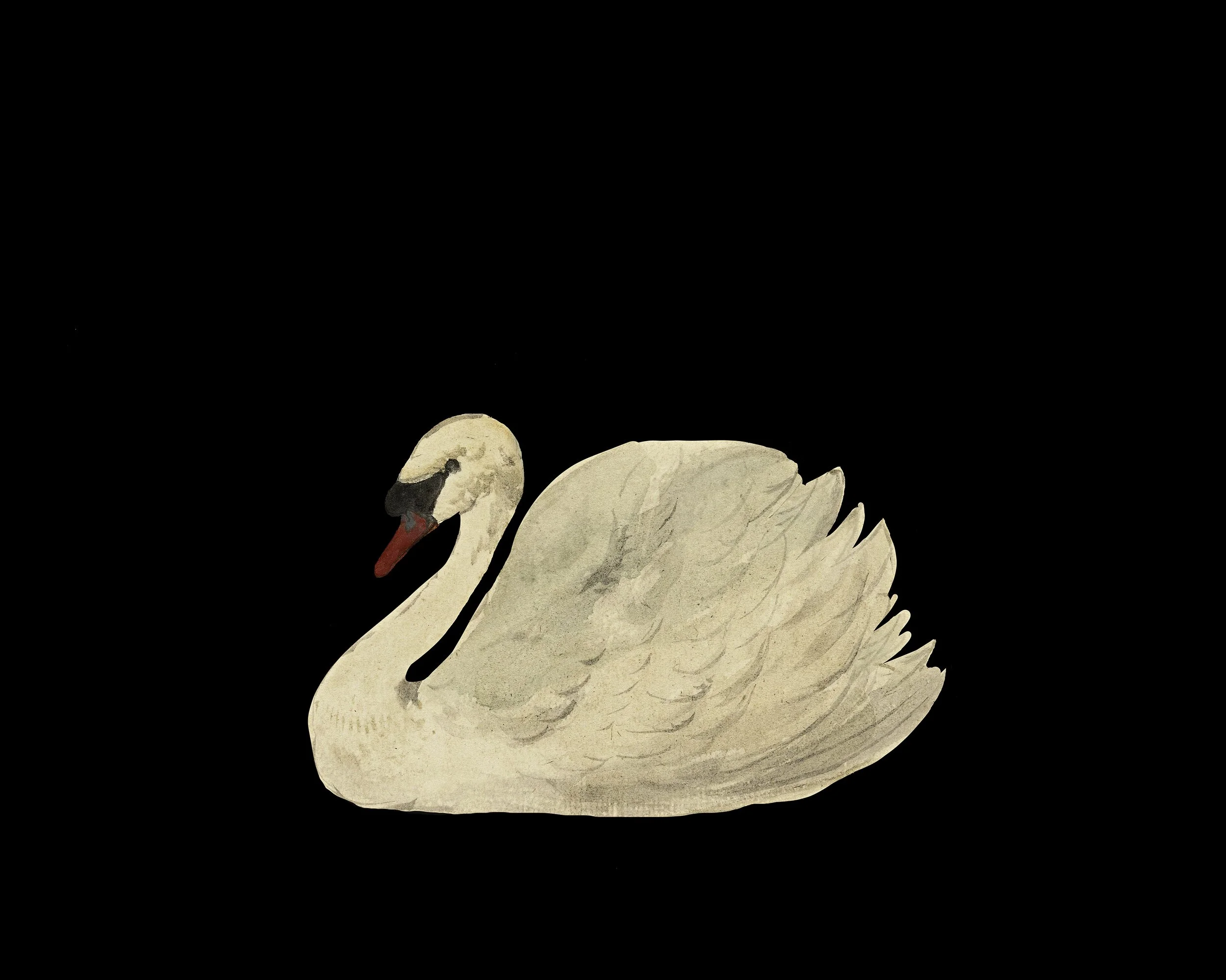 Swan Art Print