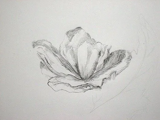 Begonia blossom 