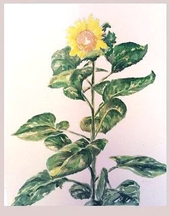 'Sunflower' watercolor study, 15"x21" framed. Available. 