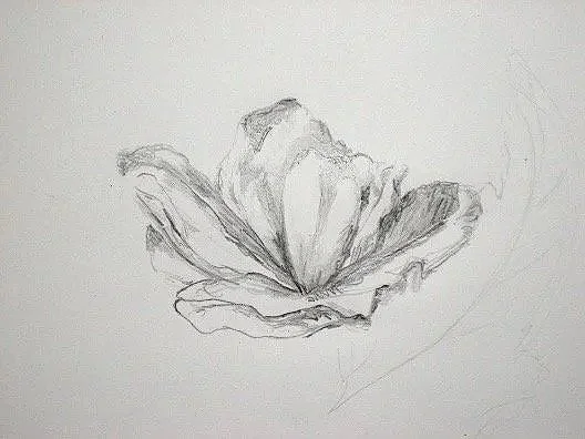 Begonia blossom 