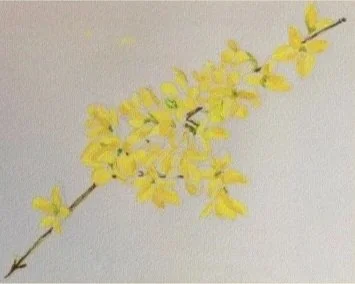 'Forsythia' watercolor study. SOLD.