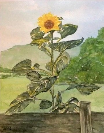 'Sunflower in Valle Crusis' watercolor, SOLD