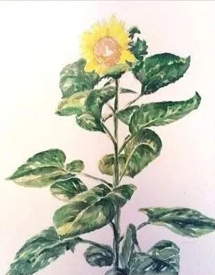 'Sunflower' watercolor study, 15"x21" framed. Available. 